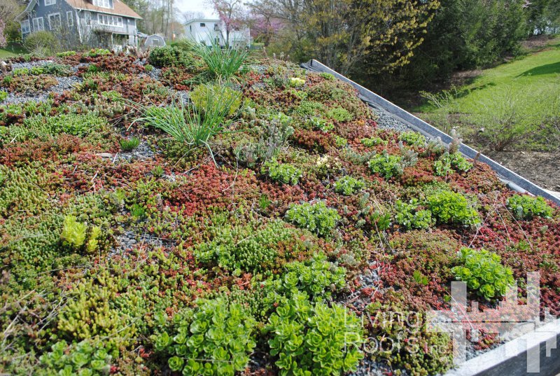 Green Roof